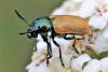 Labidostomis sp.
